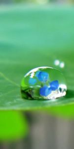 Plantes,Drops