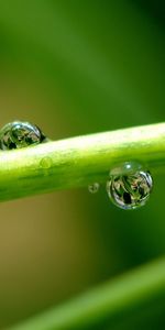 Plants,Drops