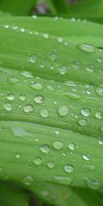 Plants,Drops,Background