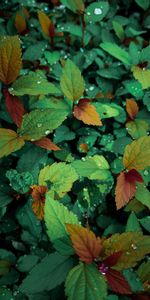 Plants,Drops,Dew,Leaves,Macro,Wet