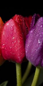 Plants,Drops,Flowers,Tulips