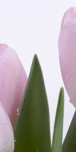 Plantes,Drops,Fleurs,Tulipes