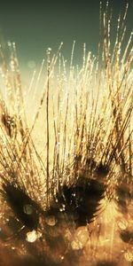 Plants,Drops,Wheat