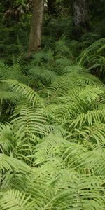 Plants,Ferns