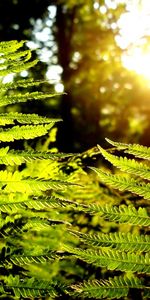 Plants,Ferns