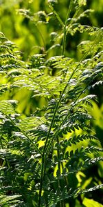 Plants,Ferns