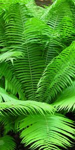 Plants,Ferns