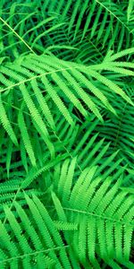 Plants,Ferns,Leaves