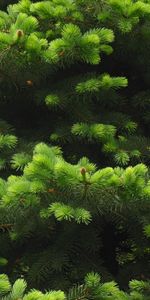 Plants,Fir Trees