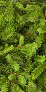 Plants,Fir Trees,Background