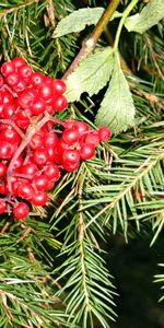 Plants,Fir Trees,Berries