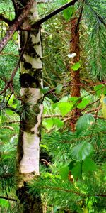 Plants,Fir Trees,Nature,Trees