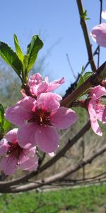 Plantas,Flores