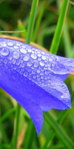 Plants,Flowers