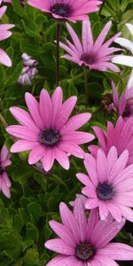 Plants,Flowers