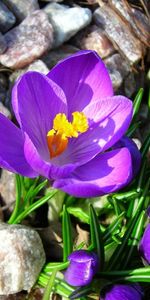 Plants,Flowers