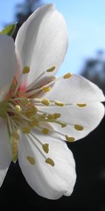 Flores,Plantas