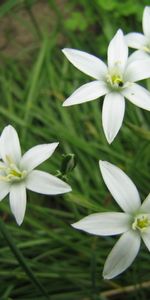 Plants,Flowers