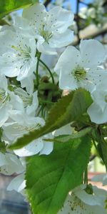 Plantas,Flores