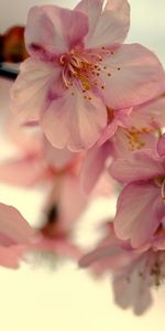 Plants,Flowers