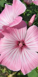 Plants,Flowers