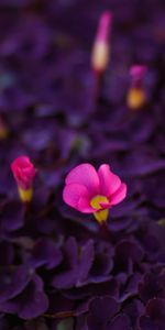 Plants,Flowers