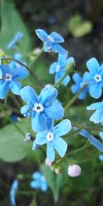 Plants,Flowers