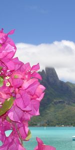 Plants,Flowers