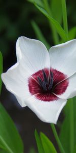 Plants,Flowers