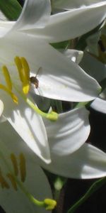 Plants,Flowers