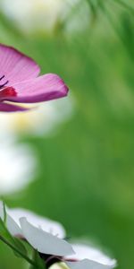 Plants,Flowers