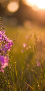 Plants,Flowers