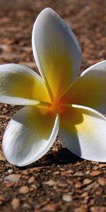 Plants,Flowers