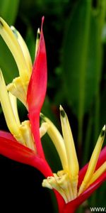 Plants,Flowers