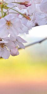 Fleurs,Plantes