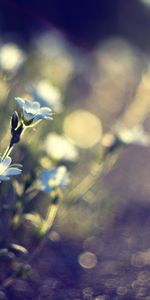 Plants,Flowers