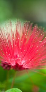 Plants,Flowers