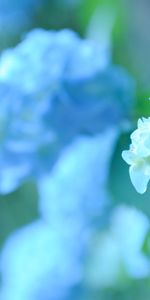 Plants,Flowers