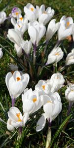 Flores,Plantas