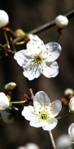 Plants,Flowers