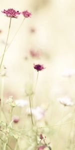 Plants,Flowers