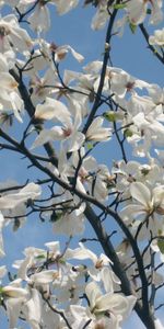 Plants,Flowers