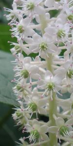 Plants,Flowers