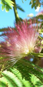 Plantas,Flores