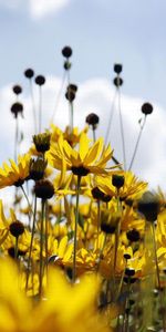 Plants,Flowers