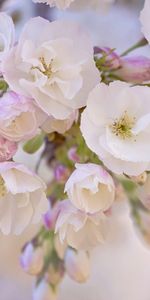 Plants,Flowers