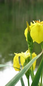 Plantas,Flores