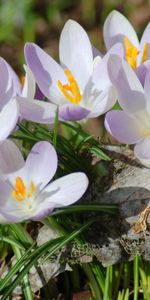 Plants,Flowers