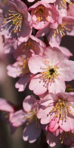 Plants,Flowers