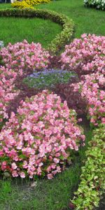 Plants,Flowers